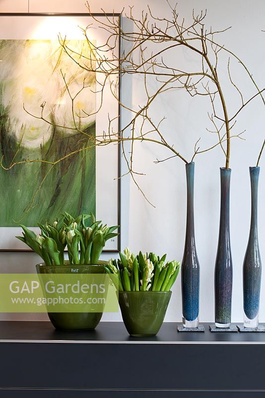 Blue glass vases with Cornus stolonifera 'Flamiravea' branches against the solid and widened green vases with white Hyacinths and Tulips. Picture painted by Friedhelm Raffel behind - Wintergarten, Germany