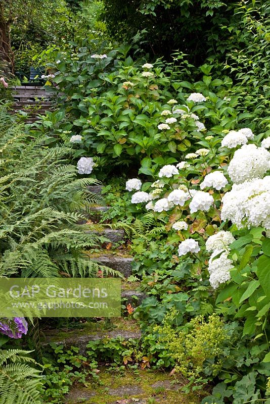 Mossy granite steps lined with Dryopteris and Hydrangea arborescens