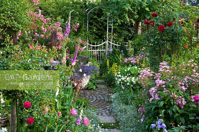 Small cottage garden with path through borders of Rosa 'Ballerina', Rosa 'Mozart', Campanula persicifolia, Cerastium tomentosum, Digitalis purpurea, Lobelia erinus and Petunia Surfinia, leading to white metal gate