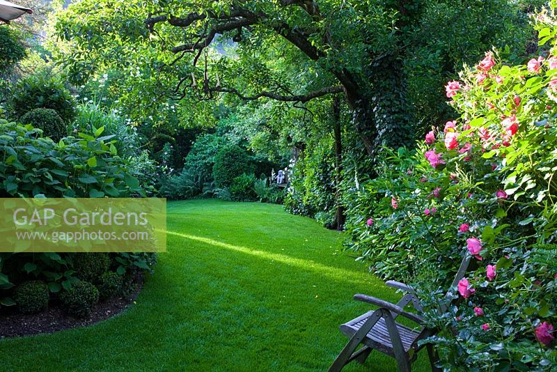 Small garden with shady borders of Rosa 'Constance Spry', R 'Rosarium Uetersen', Buxus and Hydrangea arborescens