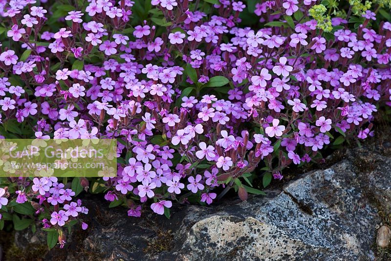 Saponaria ocymoides, 