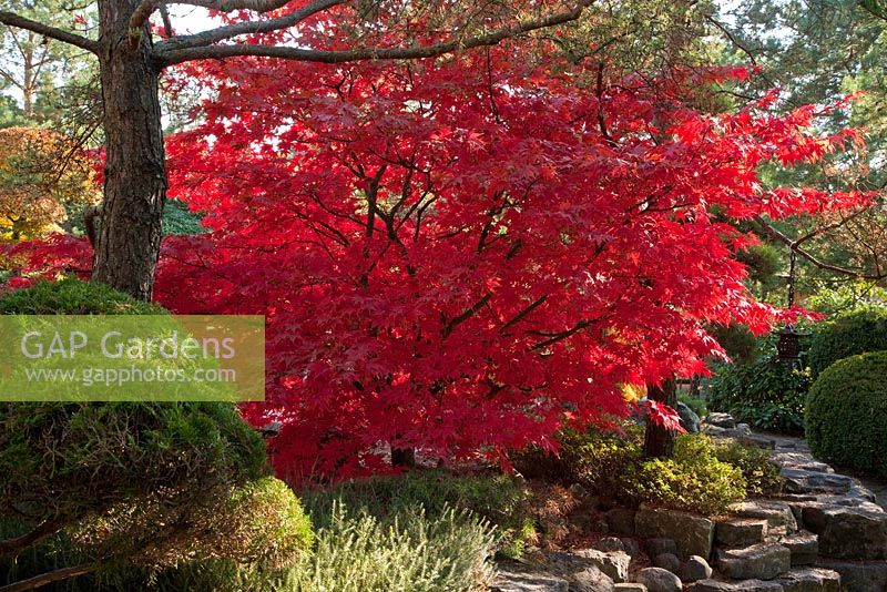 Autumn colours in a Japanese garden - Acer palmatum 'Osakazuki',  Azalea japonica, Erica, Pinus sylvestris and Taxus baccata