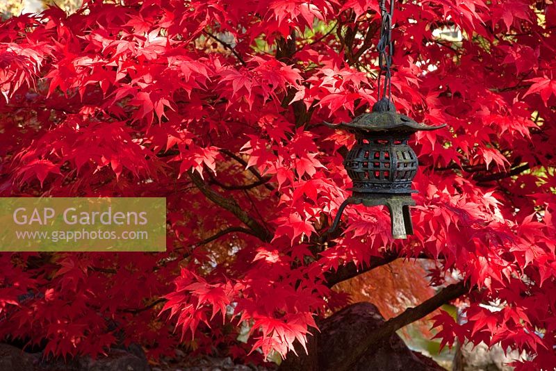 Metal lantern backed by Acer palmatum 'Osakazuki' - Japanese Maple