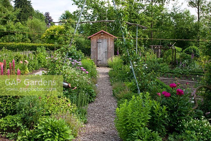 A mulched pathway edged with perennials leads to a wooden garden shed in a traditional rural garden. Containing - Corydalis ochroleuca, Lupinus, Paeonia , Tanacetum parthenium and Thalictrum aquilegifolium 'Album'