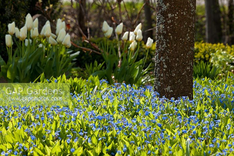 Creeping Myosotis - Forget-me-nots surrounding a trunk in the background Tulipa fosteriana 'Purissima'