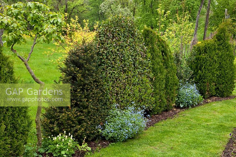 Evergreens underplanted with forget-me-nots are clipped in order to form a hedge. Chamaecyparis, Corydalis ochroleuca, Myosotis, Parrotia persica, Prunus laurocerasus, Taxus 