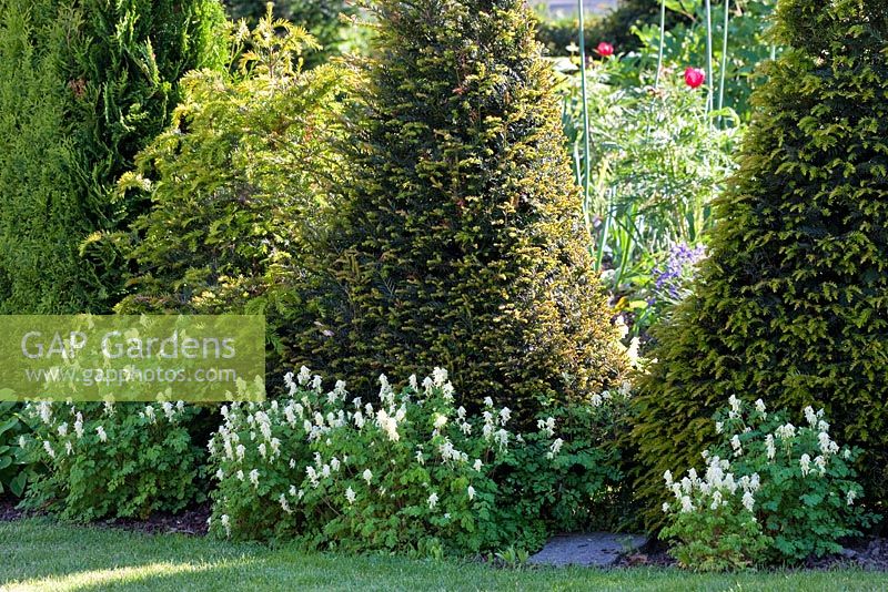 Corydalis under clipped evergreen shrubs forming a hedge. Corydalis ochroleuca and Taxus baccata 'Fastigiata'