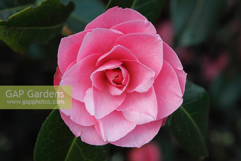 Camellia x williamsii 'Joe Nuccio' close up of flower