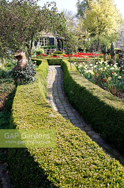 Spring garden with Buxus hedging and parterre filled with Tulips at Bed and breakfast de Lievendael in Velp ,Brabant, Holland