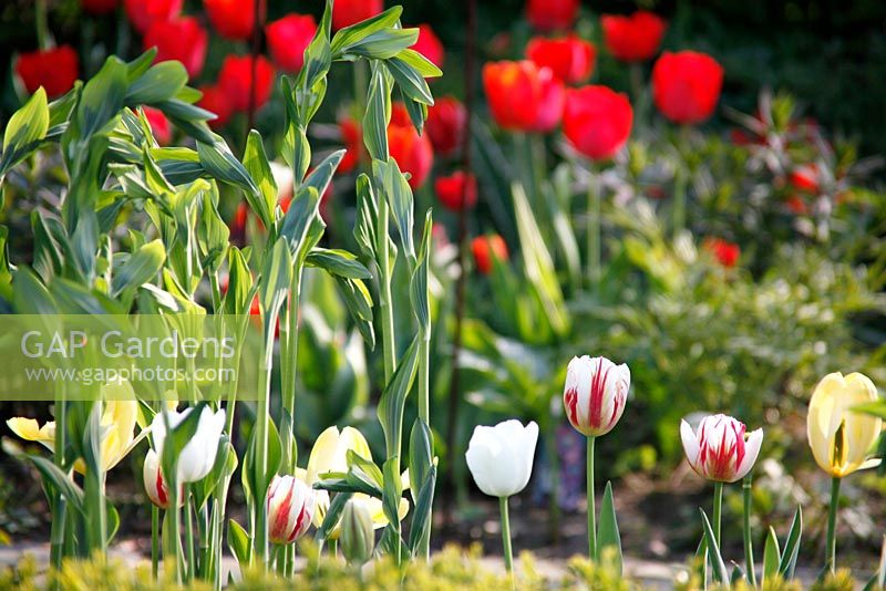 Spring border of Tulips at Bed and breakfast de Lievendael in Velp, Brabant, Holland