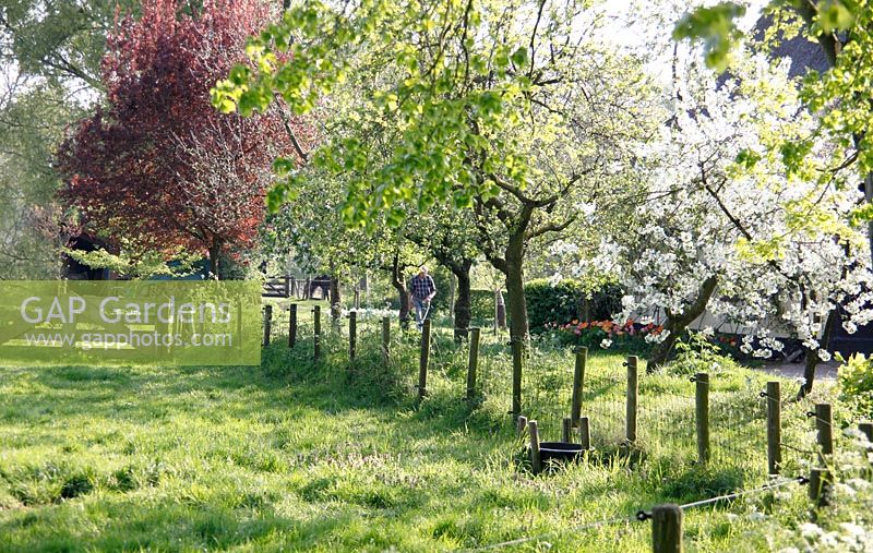 Meadow with blossoming trees at Bed and breakfast in Velp, Brabant, Holland