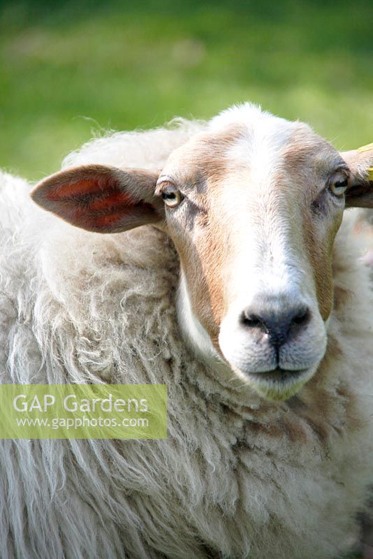 Close up of Ewe in field at Bed and breakfast in Velp, Brabant, Holland