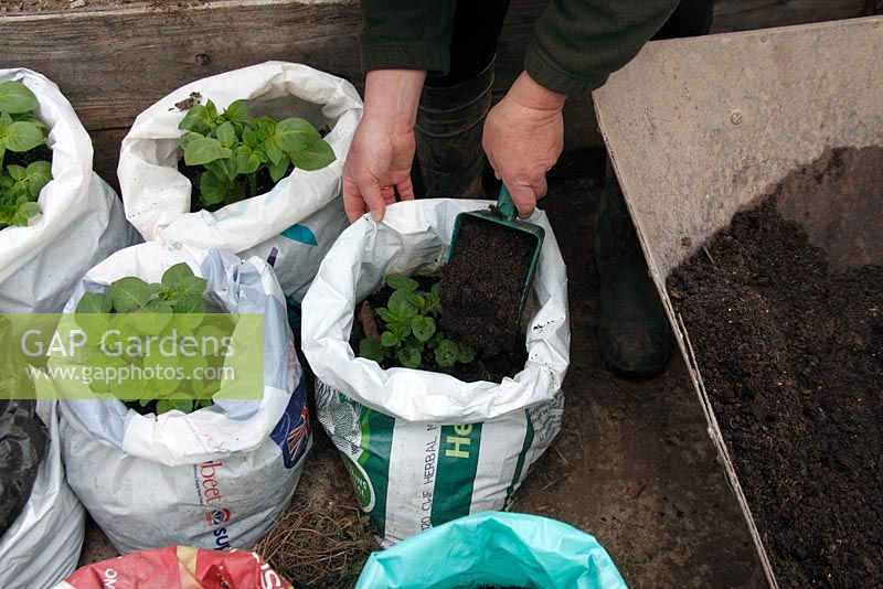 Growing potatoes in poly sacks topping up the sack with soil and compost mix