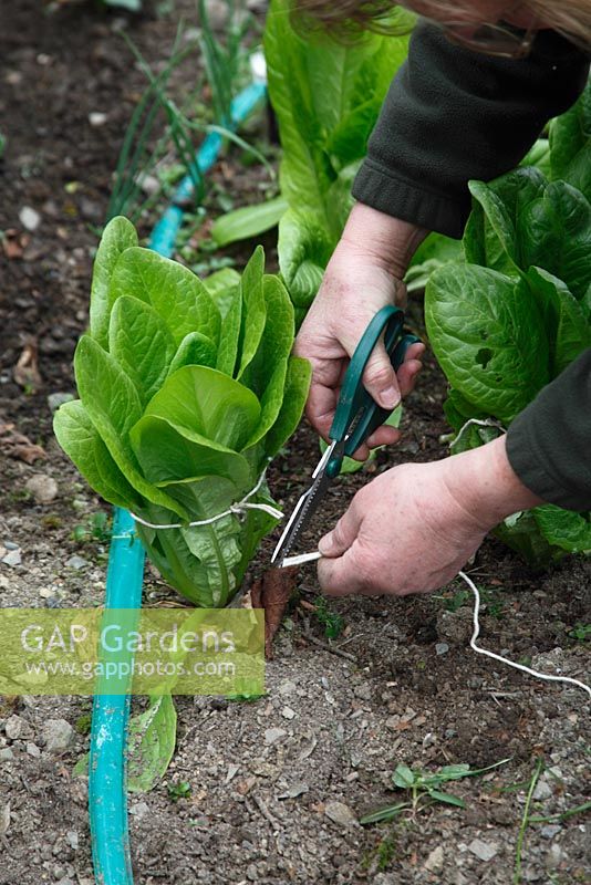 Winter sown cos type lettuce tie the outer leaves to aid hearting up
