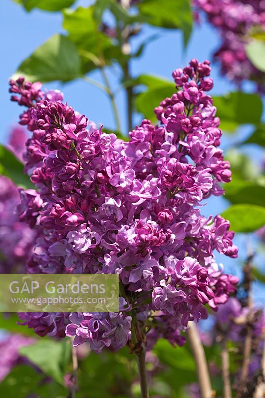 Syringa vulgaris 'Andenken an Ludwig Spath' flowering in spring