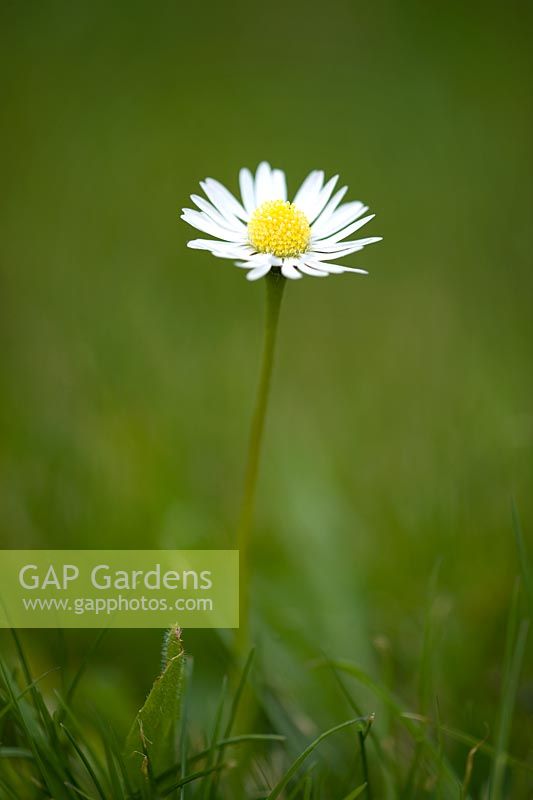 Single daisy in a lawn close up