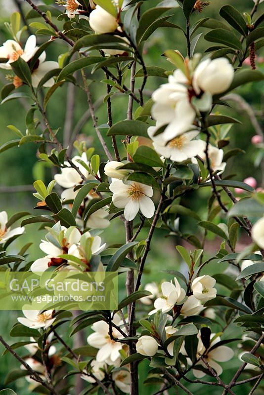 Michelia yunnanensis syn.Magnolia laevifolia