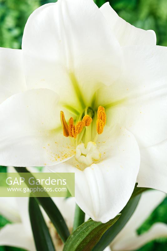 Lilium longiflorum  AGM  Easter lily  Growing with extra petal anthers and stigmas 