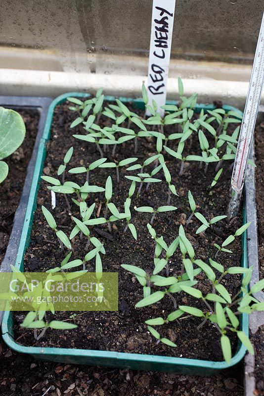Red cherry tomato seedlings growing in heated propogator