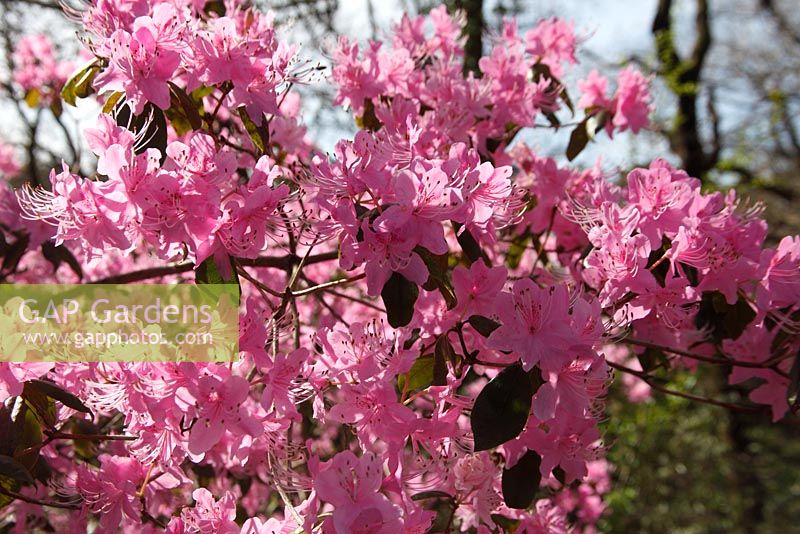 Rhododendron davidsonianum 'Best Pink' 