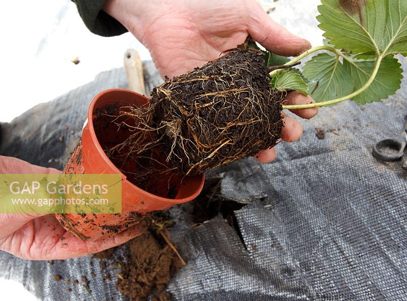 Planting strawberries through membrane step 3 - remove plant from pot