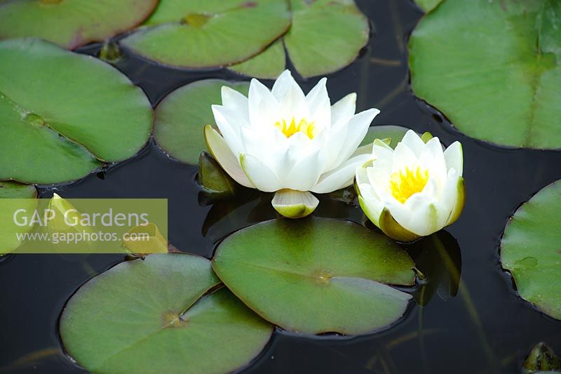 Nymphaea - White waterlily