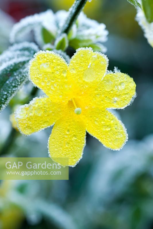 Jasminum nudiflorum - Frosty flower in late Autumn