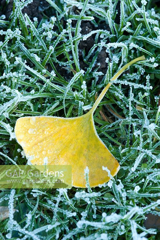 Ginkgo leaf on frosty grass in autumn