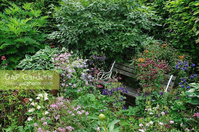 Garden bench with self seeded Aquilegias