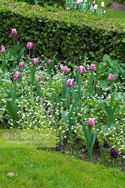 Tulipa 'Ballade' - Lily flowered tulip with myosotis