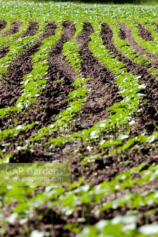 Rows of Helianthus annus - Sunflower seedlings emerging