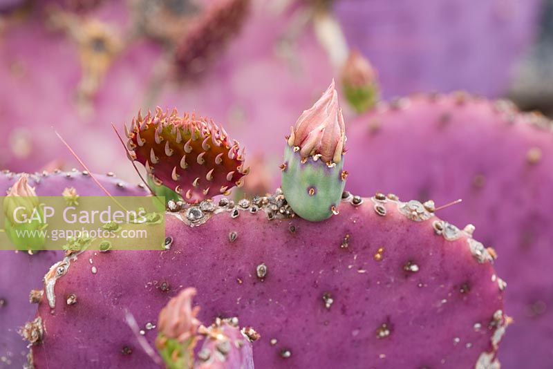 Emerging purple flowers buds of Opuntia macrocentra - El Jardin de Cactus, Lanzarote, Canary Islands