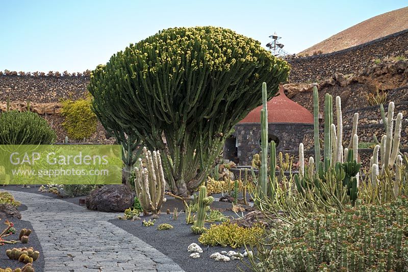 Euphorbia candelabrum in flower - El Jardin de Cactus, Lanzarote, Canary Islands