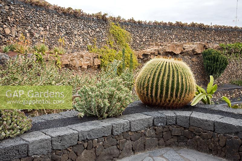 Echinocactus grusonii planted on a terrace wall, with Selenicereus growing up around it -  El Jardin de Cactus, Lanzarote, Canary Islands