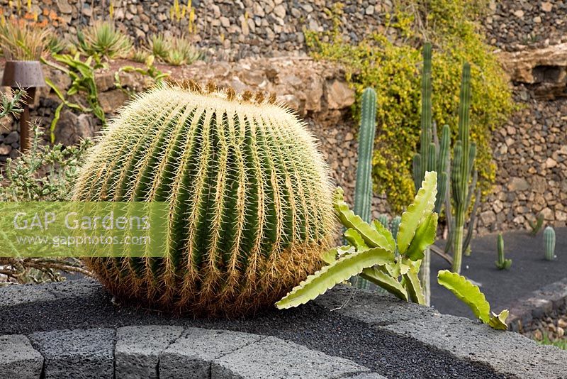 Echinocactus grusonii planted on a terrace wall, with Selenicereus growing up around it -   El Jardin de Cactus, Lanzarote, Canary Islands