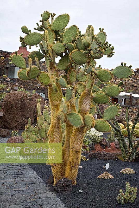 Opuntia Galapagoia - El Jardin de Cactus, Lanzarote, Canary Islands