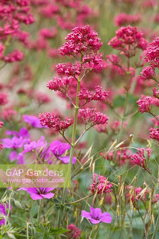 Dark pink flowers of Centranthus ruber with lighter pink flowers of Geranium 'Patricia'