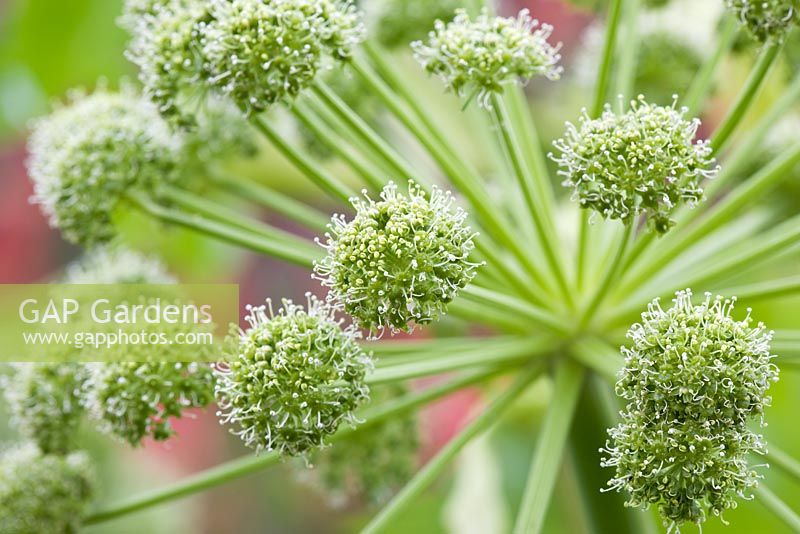 Large flower head of Angelica archangelica