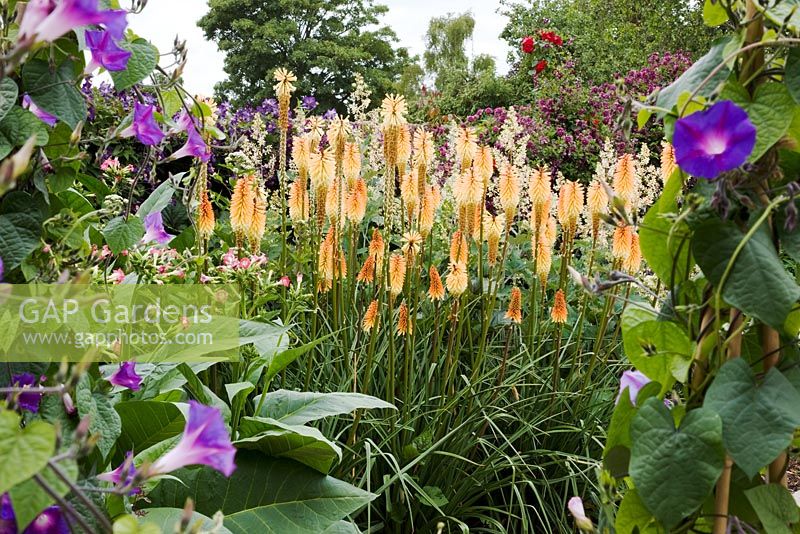 Summer planting with Kniphofia 'Tawny King' in the centre and purple flowers of Ipomoea purpurea 'Purple Haze'