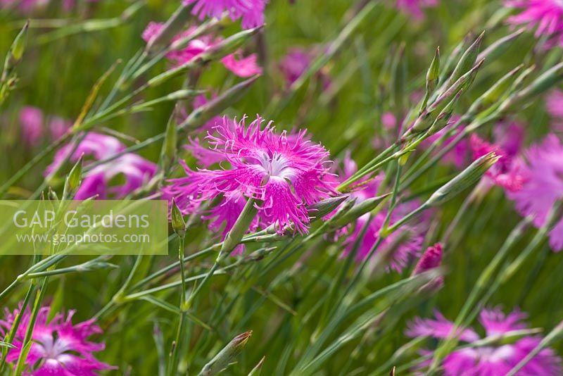 Frilly pink flowers of Dianthus superbus