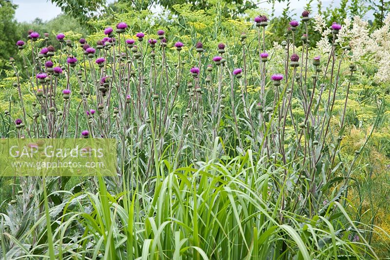 Mass planting of purple flowers of Cirsium tuberosum growing in a border with flowers of Foeniculum vulgare 'Giant Bronze' and Persicaia polymorpha in the background