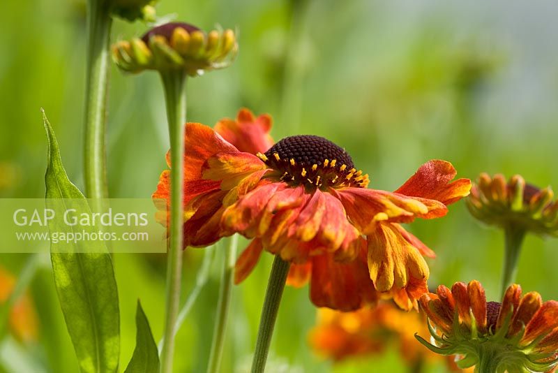 Orange and yellow flower of Helenium 'Sahin's Early Flowerer' AGM