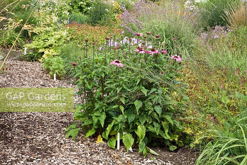 Echinacea purpurea Dark Stem - The Plant Specialist Nursery, Buckinghamshire
