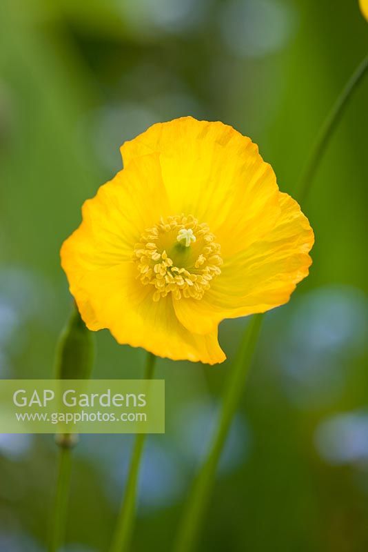 Yellow flower of Eschscholzia - Californian Poppy