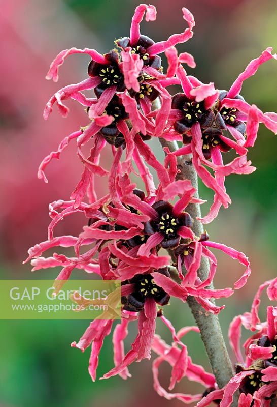 Hamamelis x intermedia 'Rubin'