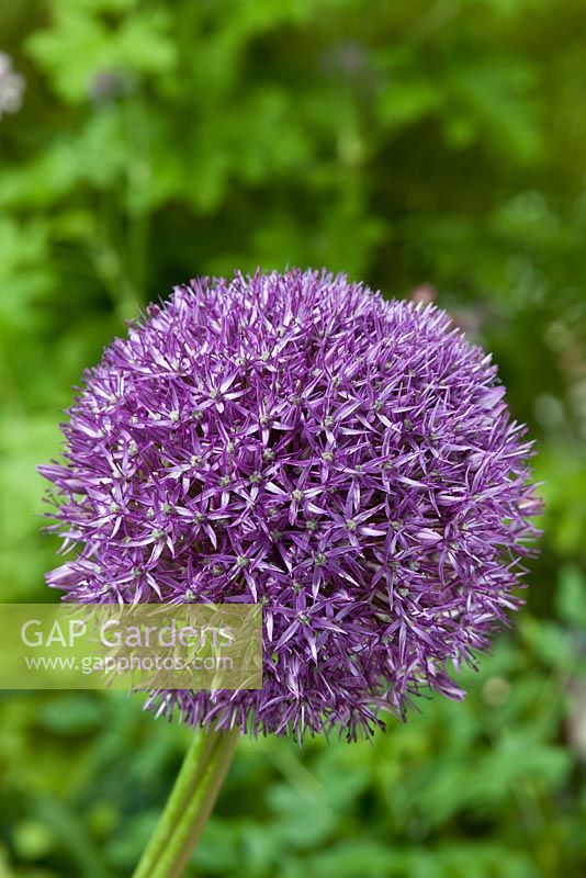 Allium Pinball Wizard - Ornamental onion 