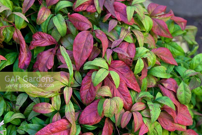 Nandina Domestica 'Firepower'