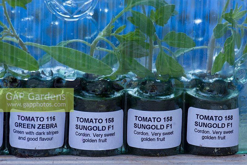 Tomato seedlings in transport packs 