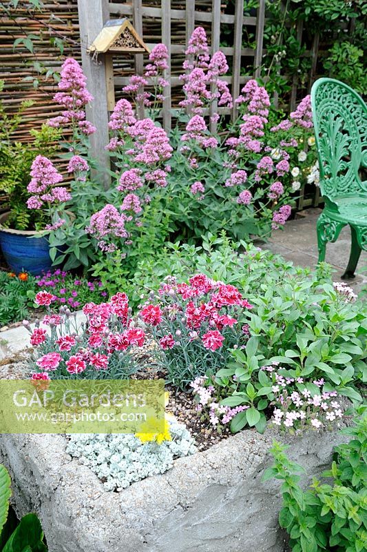 Alpine planter on garden patio with red valerian, trellis and bug box, Norfolk, England, May