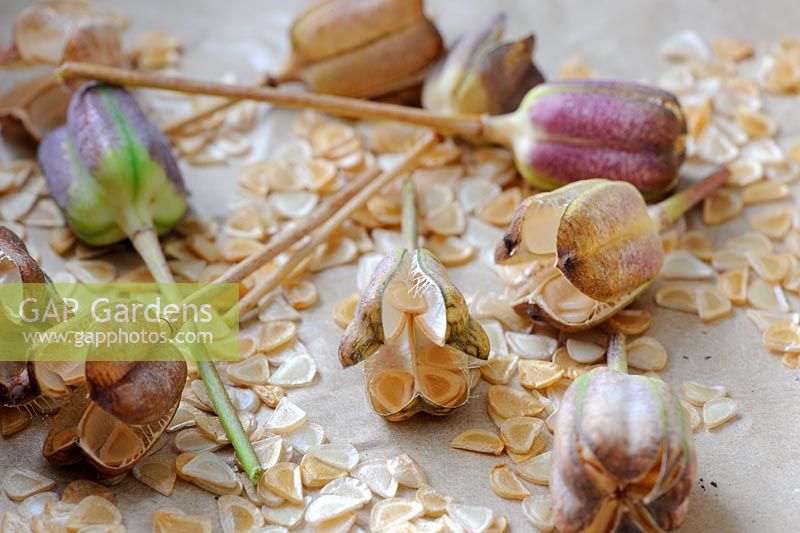 Saving seed, seed pods and seed of Snakes head - Fritillaria meleagaris , Norfolk, England, June